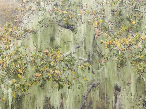 CA, Los Osos Oaks State Reserve Lichens on oak
